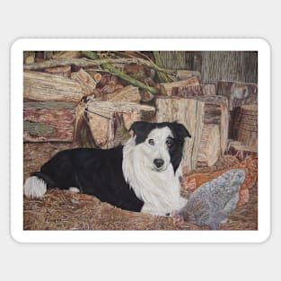 border collie in log shed with chickens dog portrait Sticker